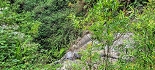 Plants: image 74 Of 208 Thumb